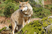 Nationalpark Bayerischer Wald